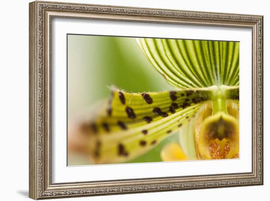 Extravaganza I-Dana Styber-Framed Photographic Print