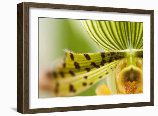 Extravaganza I-Dana Styber-Framed Photographic Print