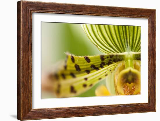 Extravaganza I-Dana Styber-Framed Photographic Print