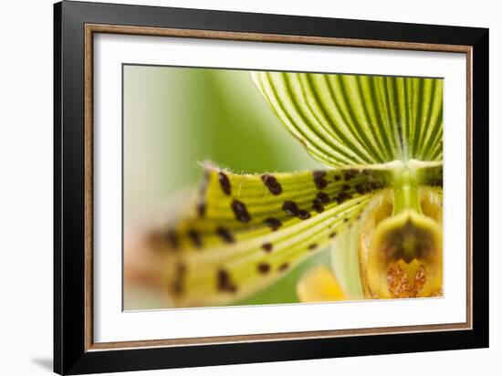 Extravaganza I-Dana Styber-Framed Photographic Print