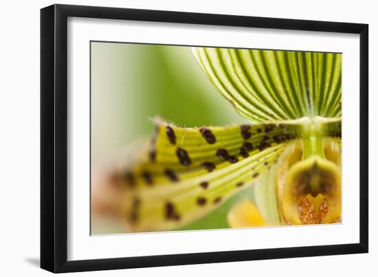 Extravaganza I-Dana Styber-Framed Photographic Print