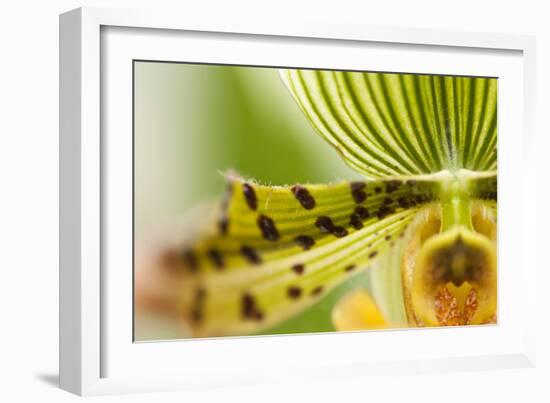 Extravaganza I-Dana Styber-Framed Photographic Print