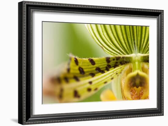 Extravaganza I-Dana Styber-Framed Photographic Print