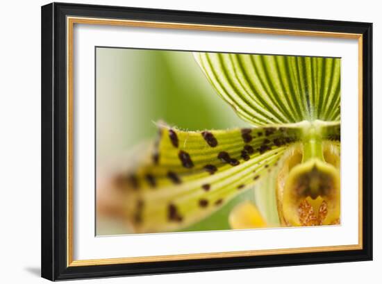 Extravaganza I-Dana Styber-Framed Photographic Print