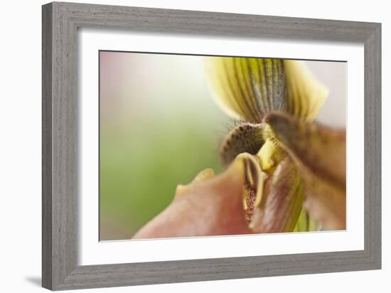 Extravaganza II-Dana Styber-Framed Photographic Print