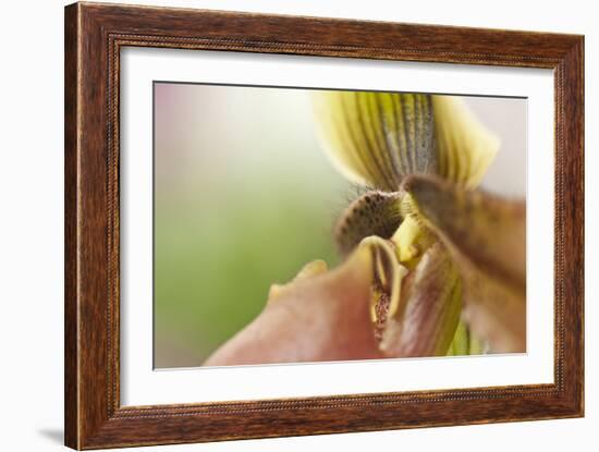 Extravaganza II-Dana Styber-Framed Photographic Print