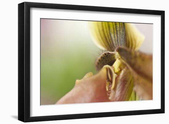 Extravaganza II-Dana Styber-Framed Photographic Print