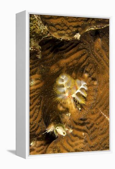 Extreme Close-Up of a Christmas Tree Worm, Curacao-Stocktrek Images-Framed Premier Image Canvas