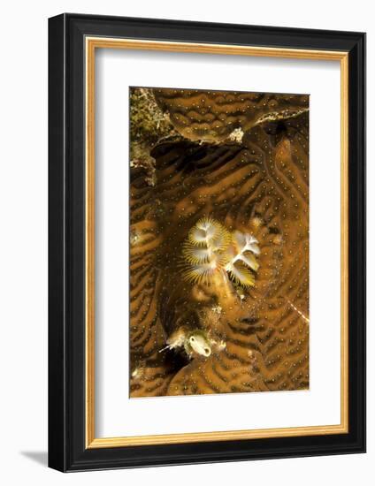 Extreme Close-Up of a Christmas Tree Worm, Curacao-Stocktrek Images-Framed Photographic Print