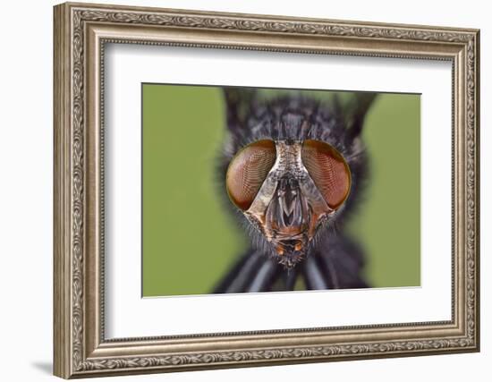 Extreme close-up of house fly head and face, Kentucky-Adam Jones-Framed Photographic Print