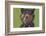 Extreme close-up of house fly head and face, Kentucky-Adam Jones-Framed Photographic Print