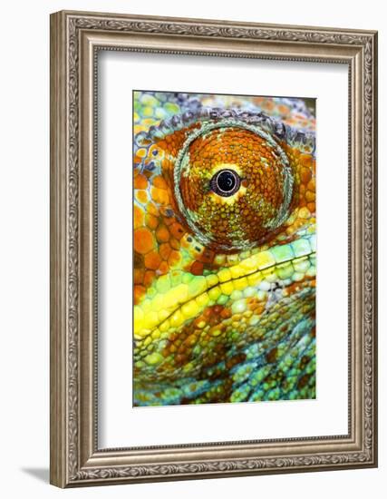 Extreme close-up of Panther chameleon (furcifer pardalis), Madagascar-Panoramic Images-Framed Photographic Print