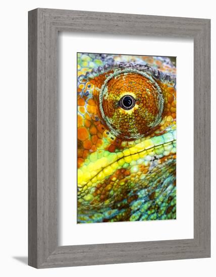 Extreme close-up of Panther chameleon (furcifer pardalis), Madagascar-Panoramic Images-Framed Photographic Print