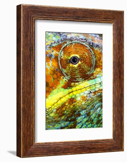 Extreme close-up of Panther chameleon (furcifer pardalis), Madagascar-Panoramic Images-Framed Photographic Print