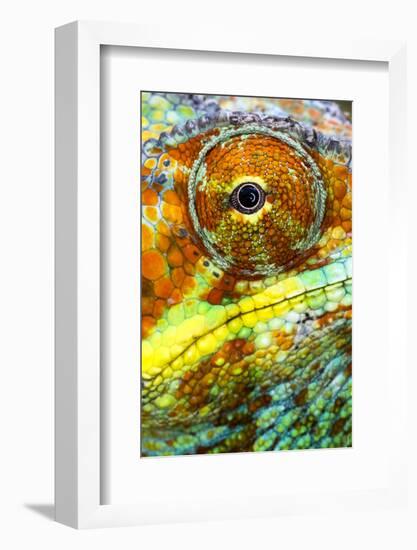 Extreme close-up of Panther chameleon (furcifer pardalis), Madagascar-Panoramic Images-Framed Photographic Print