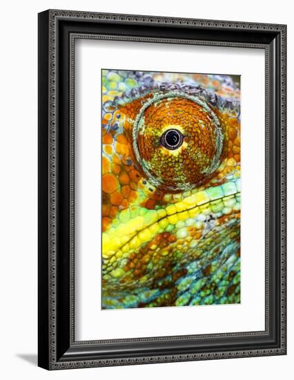 Extreme close-up of Panther chameleon (furcifer pardalis), Madagascar-Panoramic Images-Framed Photographic Print