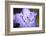 Extreme Close-up of Purple Azalea Stamen (Rhododendron Prinophyllum)-Matt Freedman-Framed Photographic Print