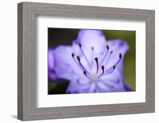 Extreme Close-up of Purple Azalea Stamen (Rhododendron Prinophyllum)-Matt Freedman-Framed Photographic Print