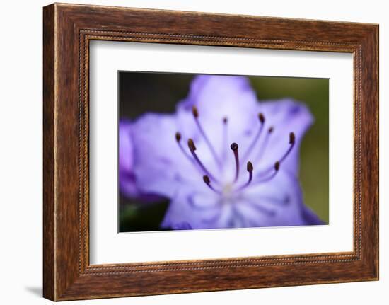 Extreme Close-up of Purple Azalea Stamen (Rhododendron Prinophyllum)-Matt Freedman-Framed Photographic Print