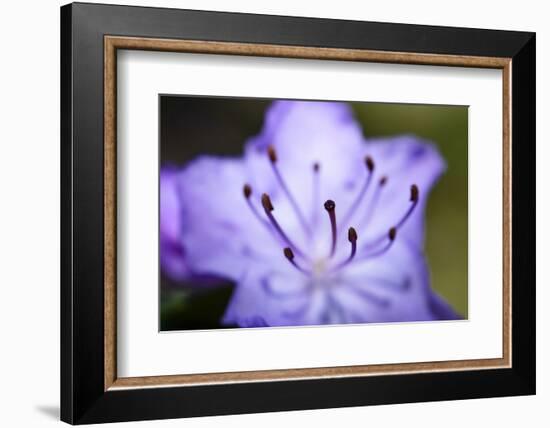 Extreme Close-up of Purple Azalea Stamen (Rhododendron Prinophyllum)-Matt Freedman-Framed Photographic Print