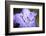 Extreme Close-up of Purple Azalea Stamen (Rhododendron Prinophyllum)-Matt Freedman-Framed Photographic Print