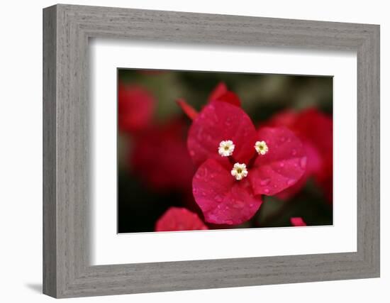 Extreme Close-Up On A Bougainvillea-PaulCowan-Framed Photographic Print