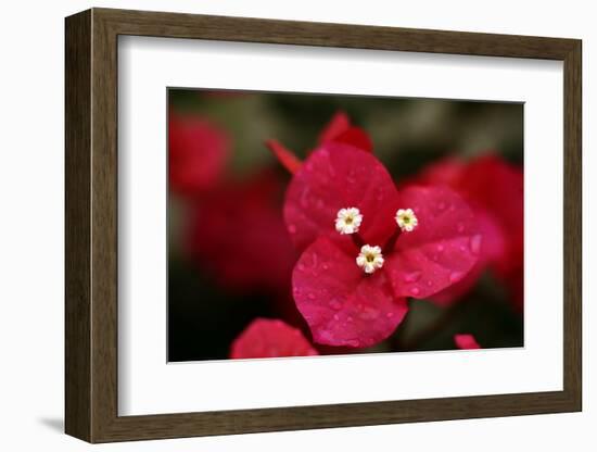 Extreme Close-Up On A Bougainvillea-PaulCowan-Framed Photographic Print