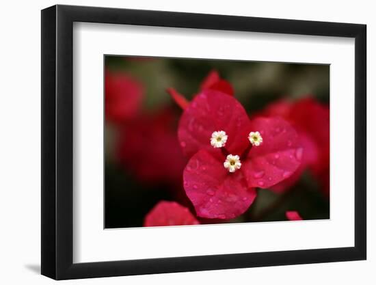 Extreme Close-Up On A Bougainvillea-PaulCowan-Framed Photographic Print