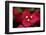 Extreme Close-Up On A Bougainvillea-PaulCowan-Framed Photographic Print