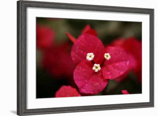 Extreme Close-Up On A Bougainvillea-PaulCowan-Framed Photographic Print