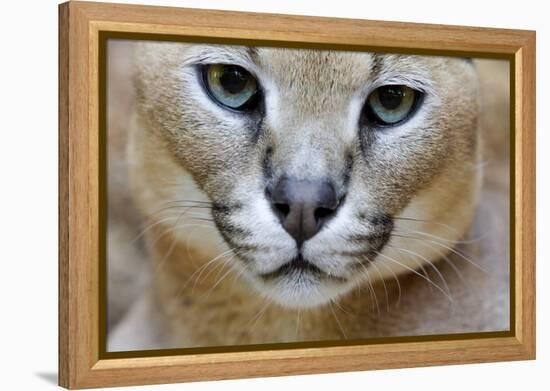 Extreme Close-Up Portrait Of A Caracal Cat-Karine Aigner-Framed Premier Image Canvas