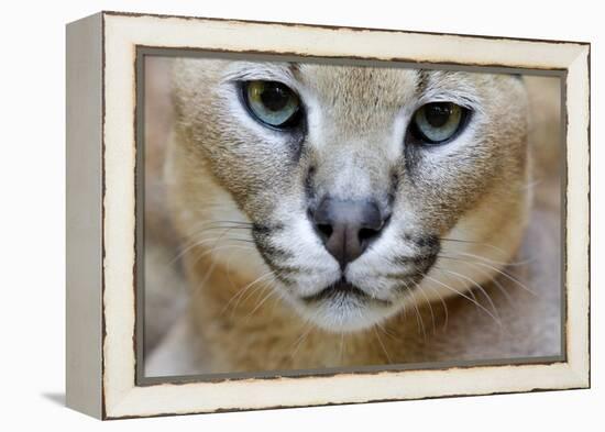 Extreme Close-Up Portrait Of A Caracal Cat-Karine Aigner-Framed Premier Image Canvas