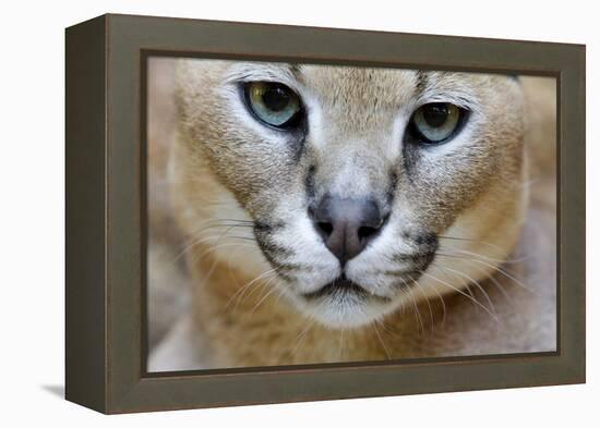 Extreme Close-Up Portrait Of A Caracal Cat-Karine Aigner-Framed Premier Image Canvas