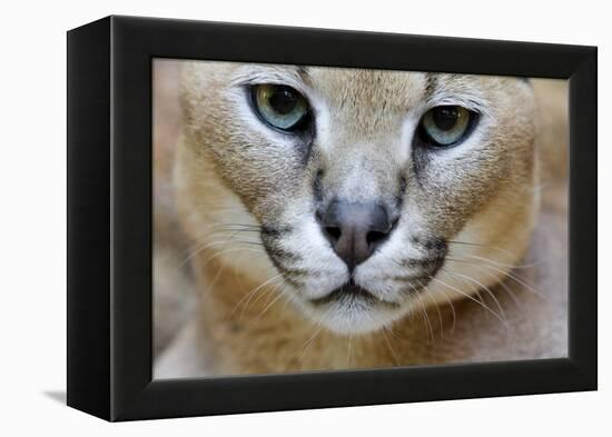 Extreme Close-Up Portrait Of A Caracal Cat-Karine Aigner-Framed Premier Image Canvas