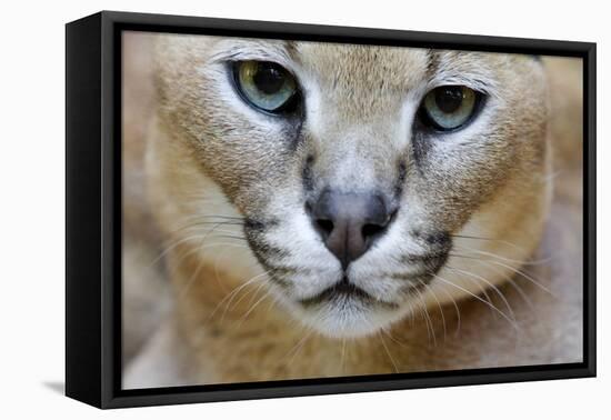 Extreme Close-Up Portrait Of A Caracal Cat-Karine Aigner-Framed Premier Image Canvas