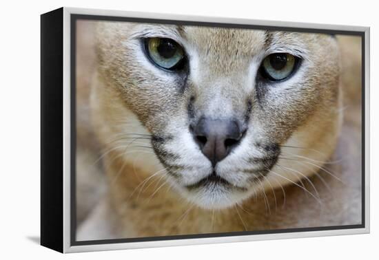 Extreme Close-Up Portrait Of A Caracal Cat-Karine Aigner-Framed Premier Image Canvas