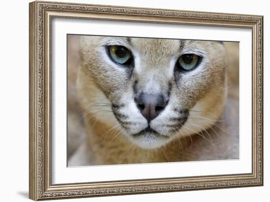 Extreme Close-Up Portrait Of A Caracal Cat-Karine Aigner-Framed Photographic Print