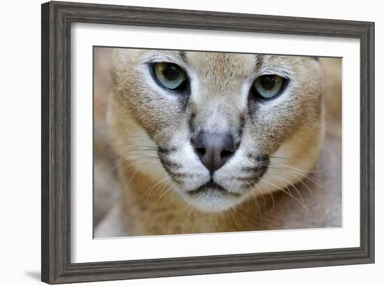 Extreme Close-Up Portrait Of A Caracal Cat-Karine Aigner-Framed Photographic Print