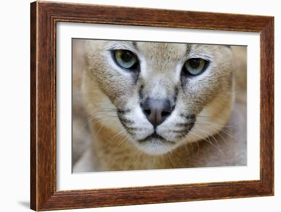 Extreme Close-Up Portrait Of A Caracal Cat-Karine Aigner-Framed Photographic Print