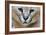 Extreme Close-Up Portrait Of A Caracal Cat-Karine Aigner-Framed Photographic Print