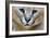 Extreme Close-Up Portrait Of A Caracal Cat-Karine Aigner-Framed Photographic Print