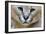 Extreme Close-Up Portrait Of A Caracal Cat-Karine Aigner-Framed Photographic Print