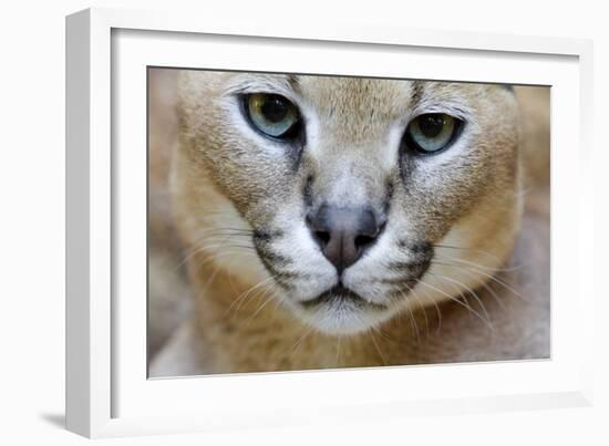 Extreme Close-Up Portrait Of A Caracal Cat-Karine Aigner-Framed Photographic Print