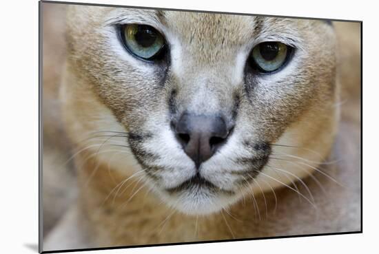 Extreme Close-Up Portrait Of A Caracal Cat-Karine Aigner-Mounted Photographic Print