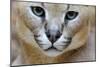 Extreme Close-Up Portrait Of A Caracal Cat-Karine Aigner-Mounted Photographic Print