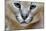 Extreme Close-Up Portrait Of A Caracal Cat-Karine Aigner-Mounted Photographic Print