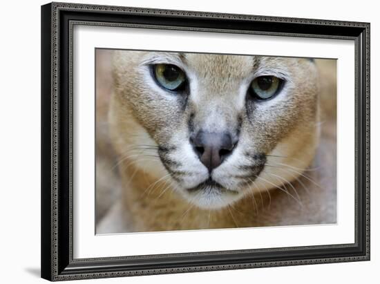 Extreme Close-Up Portrait Of A Caracal Cat-Karine Aigner-Framed Photographic Print