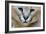 Extreme Close-Up Portrait Of A Caracal Cat-Karine Aigner-Framed Photographic Print