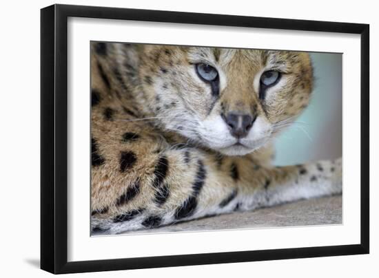 Extreme Close-Up Portrait Of A Serval Cat-Karine Aigner-Framed Photographic Print