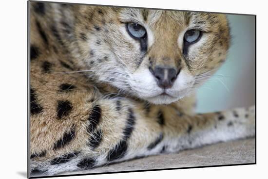 Extreme Close-Up Portrait Of A Serval Cat-Karine Aigner-Mounted Photographic Print